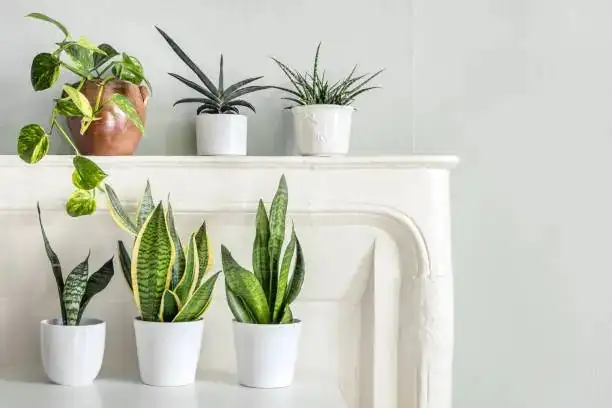 living room snake plant decor