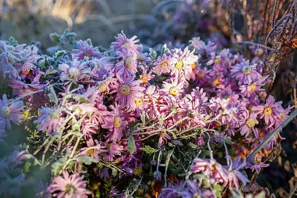 随季节变化调整施肥计划：让植物更健康