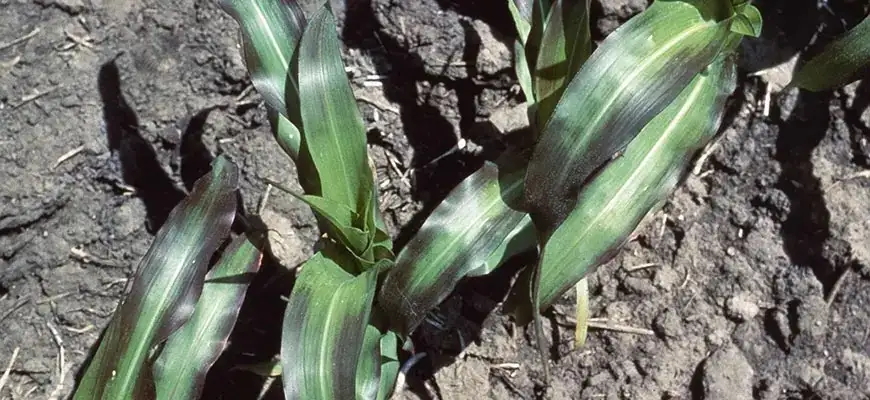 phosphorus deficiency in plants