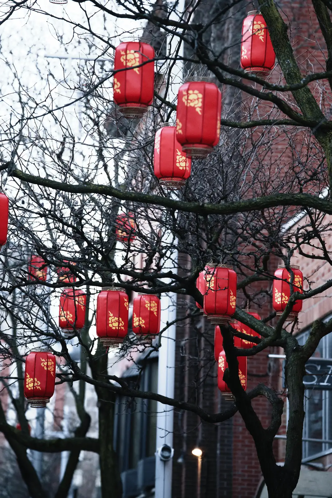dahlia in Chinese urban landscape