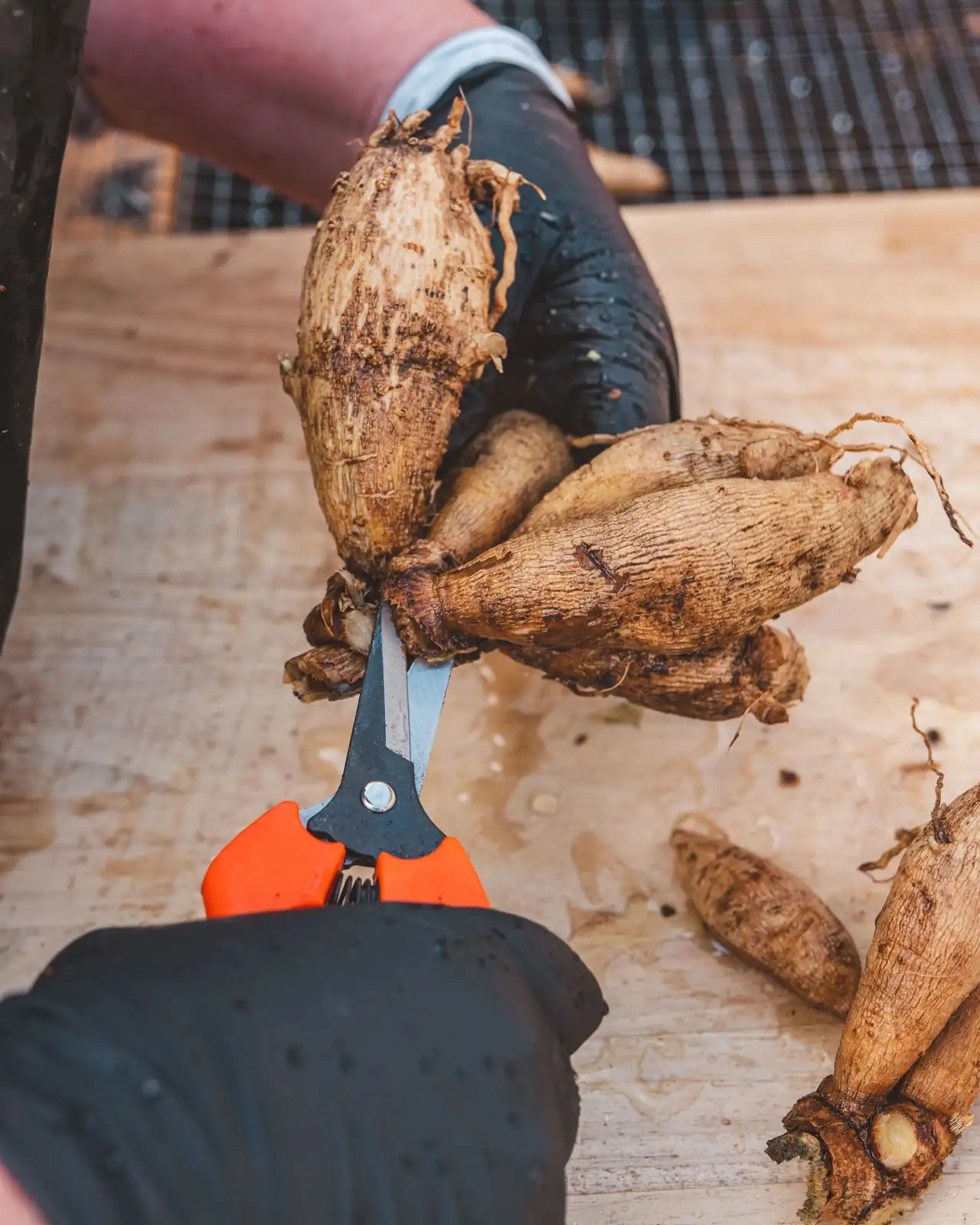 dahlia root division process