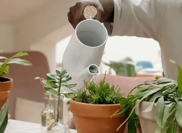 watering potted plants