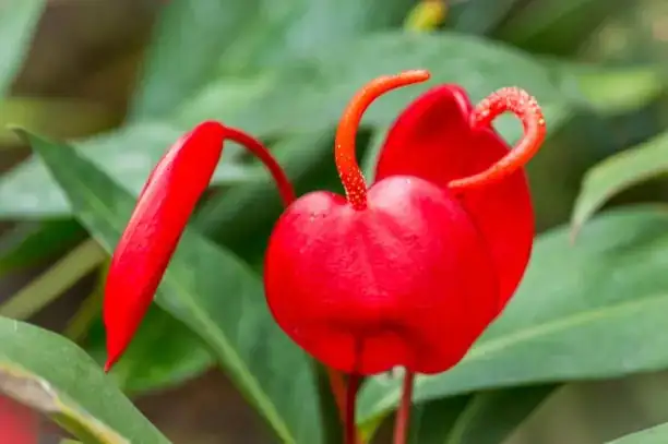 anthurium in European greenhouse
