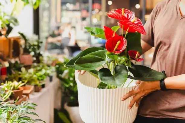 anthurium indoor potted plant