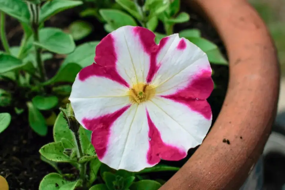 petunia in shallow pot