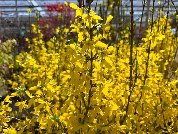 forsythia medicinal uses