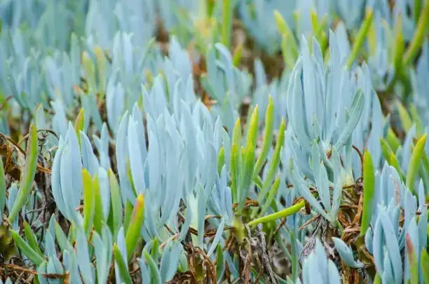 senecio serpens with haworthia