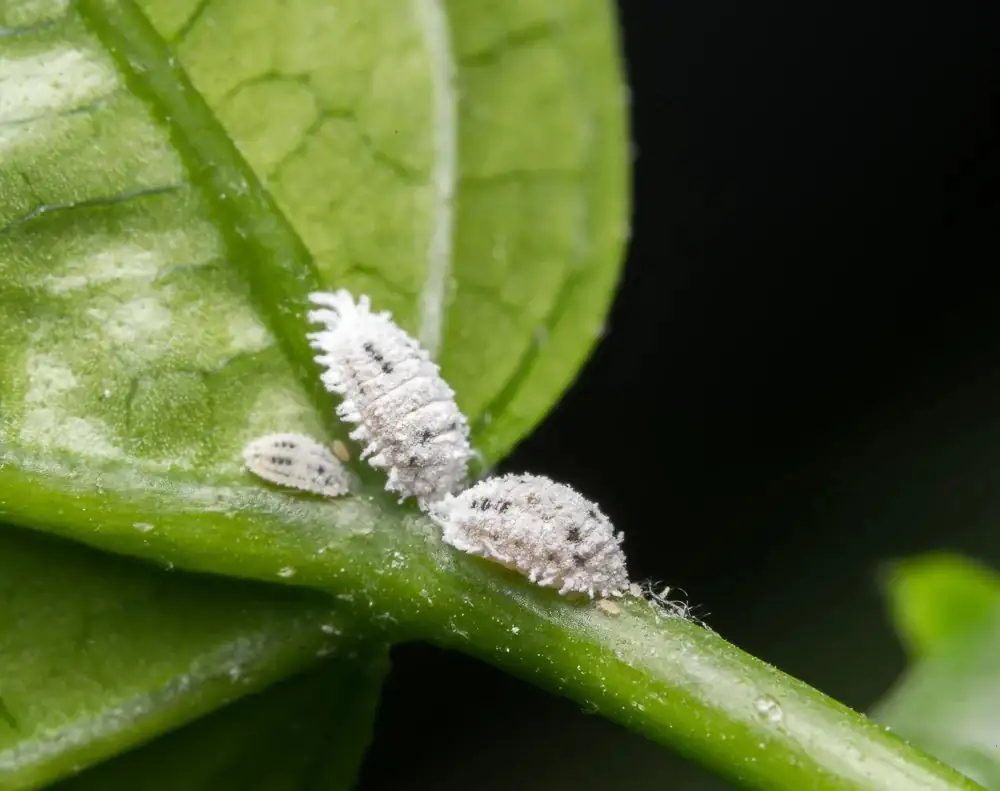 houseplant pest inspection