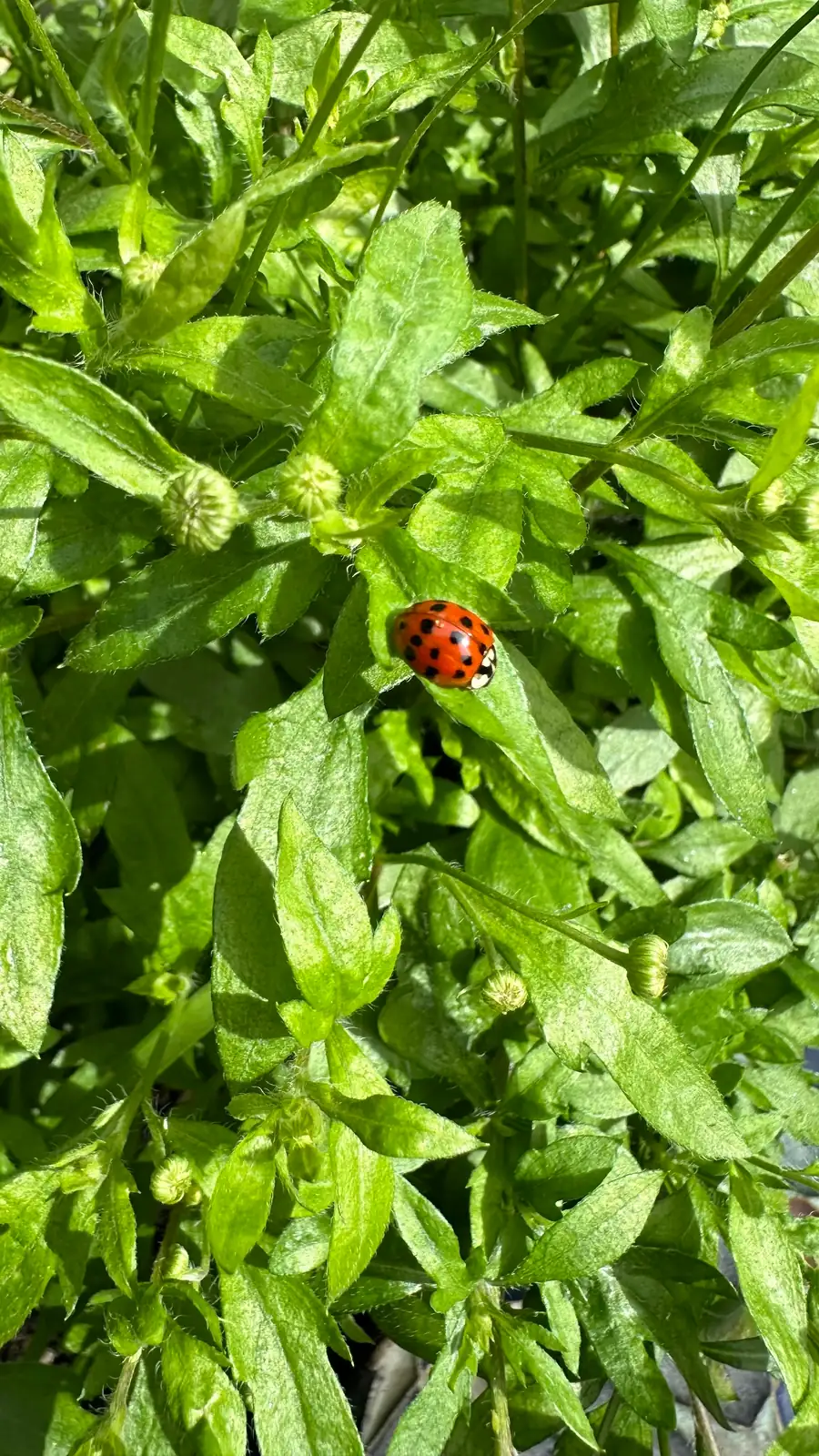 ladybug on plant