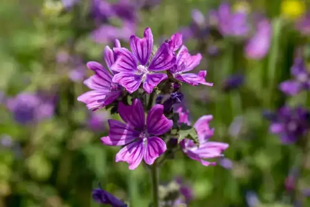 malva sylvestris blooming garden