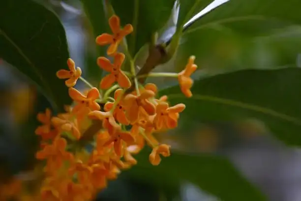 桂花养护指南：如何让你的庭院充满诱人的香气？
