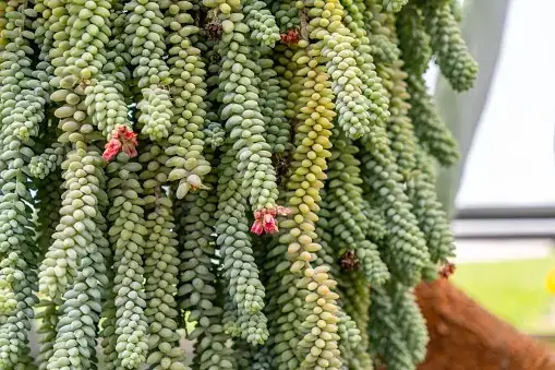 propagating burro's tail leaves