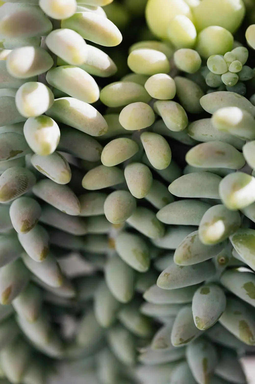 sedum morganianum propagation soil