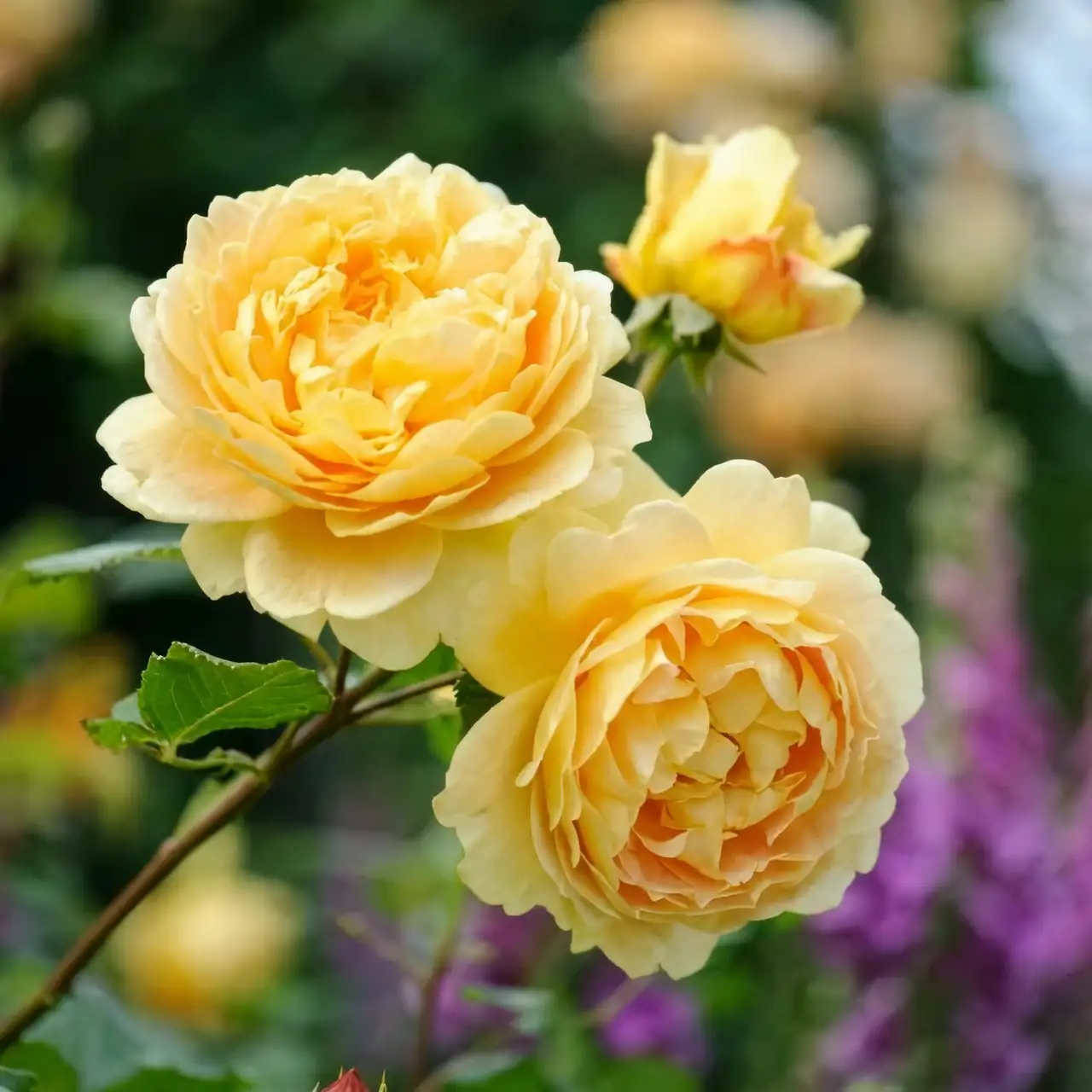 yellow gardenia in celebration