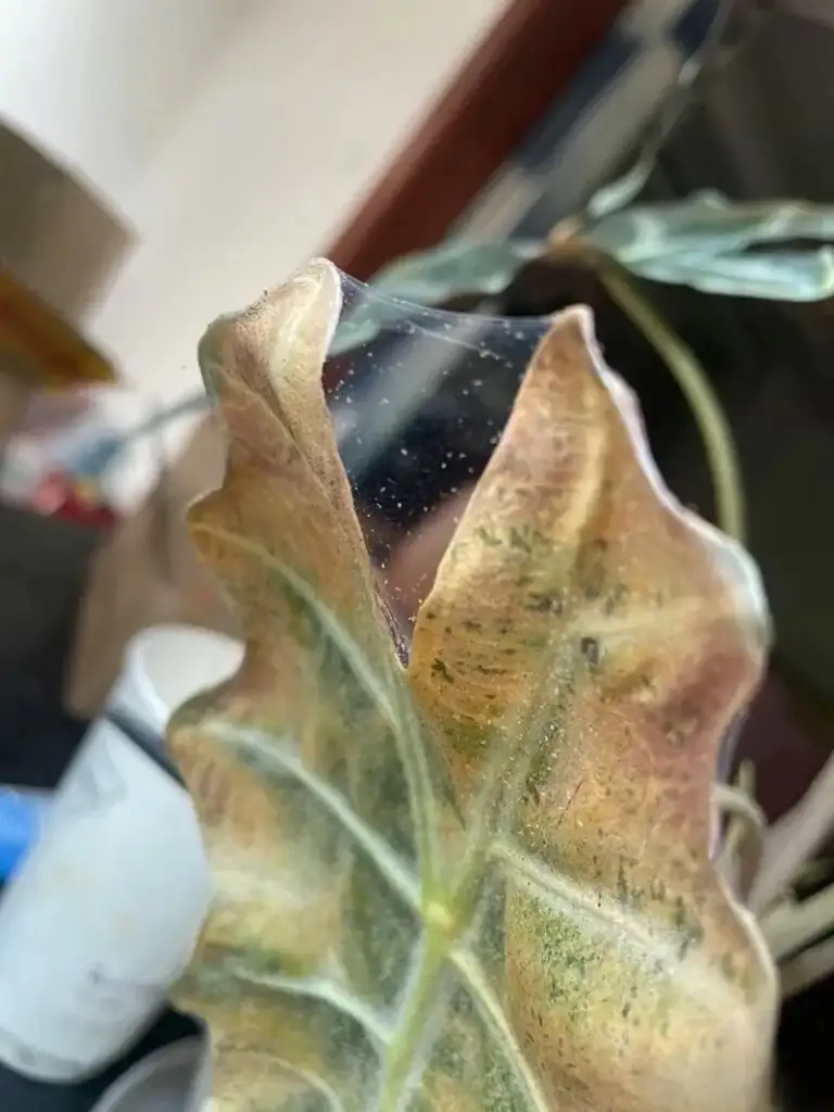 calathea pest treatment spray