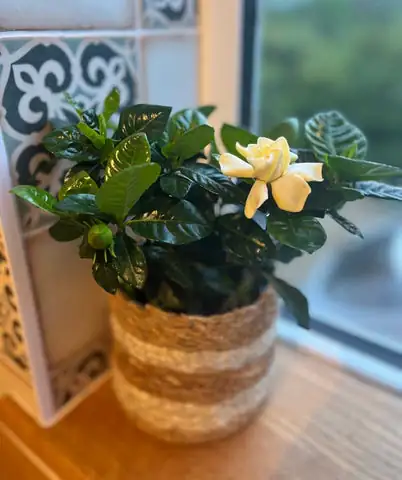 gardenia on windowsill