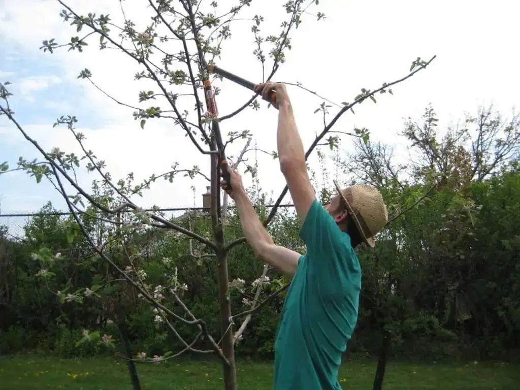 pruning fruit trees