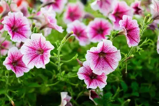 与矮牵牛结伴：最佳花坛搭配伙伴推荐