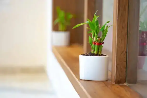 秋季植物养护，室内外大不同！
