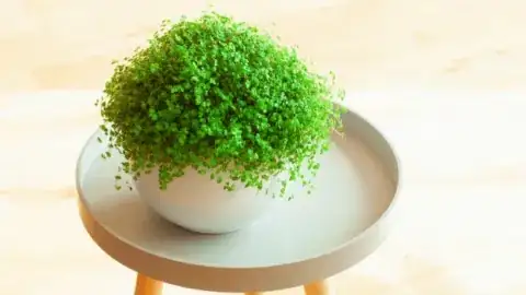 baby tears plant division process
