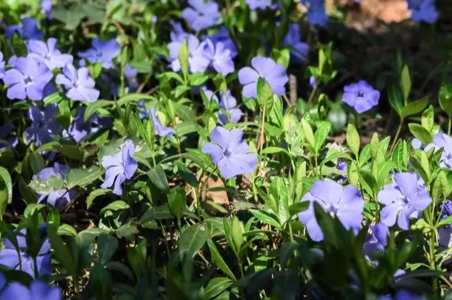 periwinkle plant summer shade