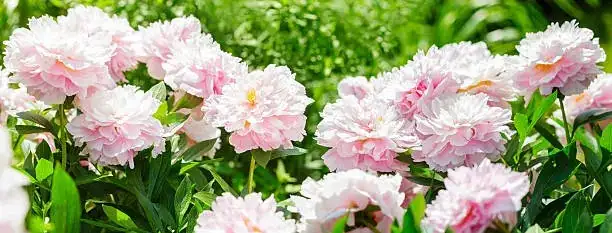 peony in full bloom