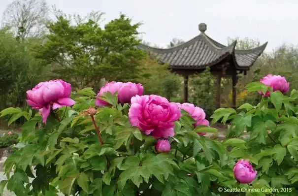 牡丹的传说：从长江流域到国色天香