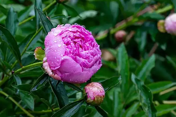 peony potting soil mix