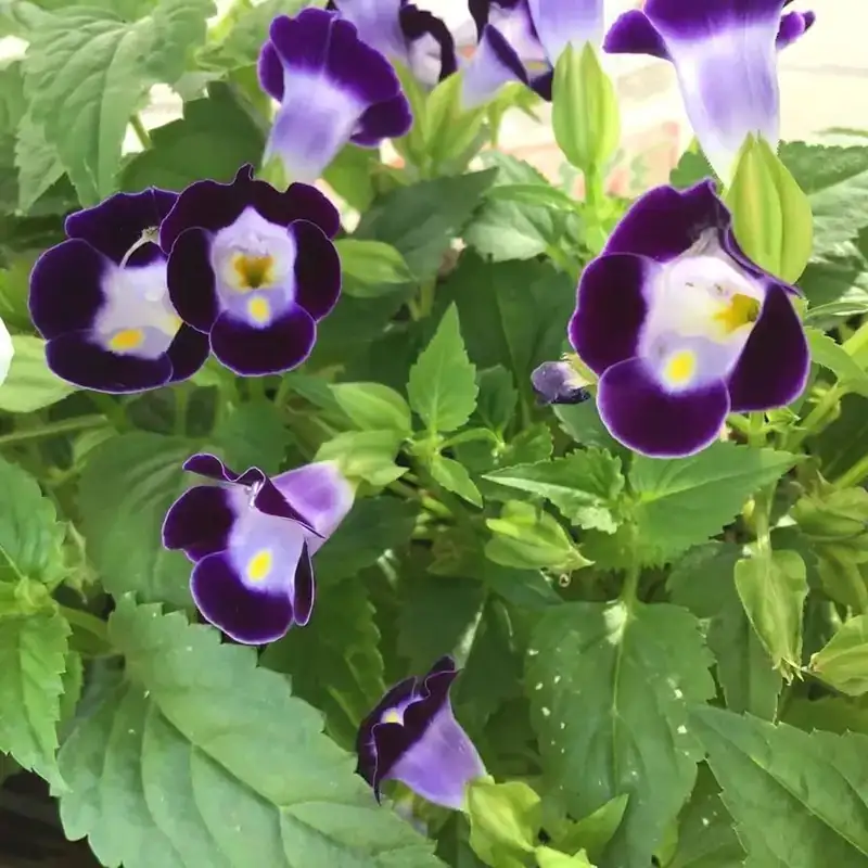 torenia planting tips