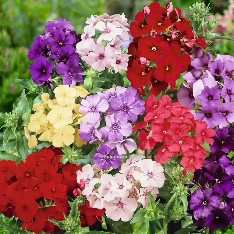 torenia flower bed garden
