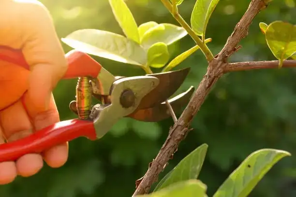 holly plant pruning shears