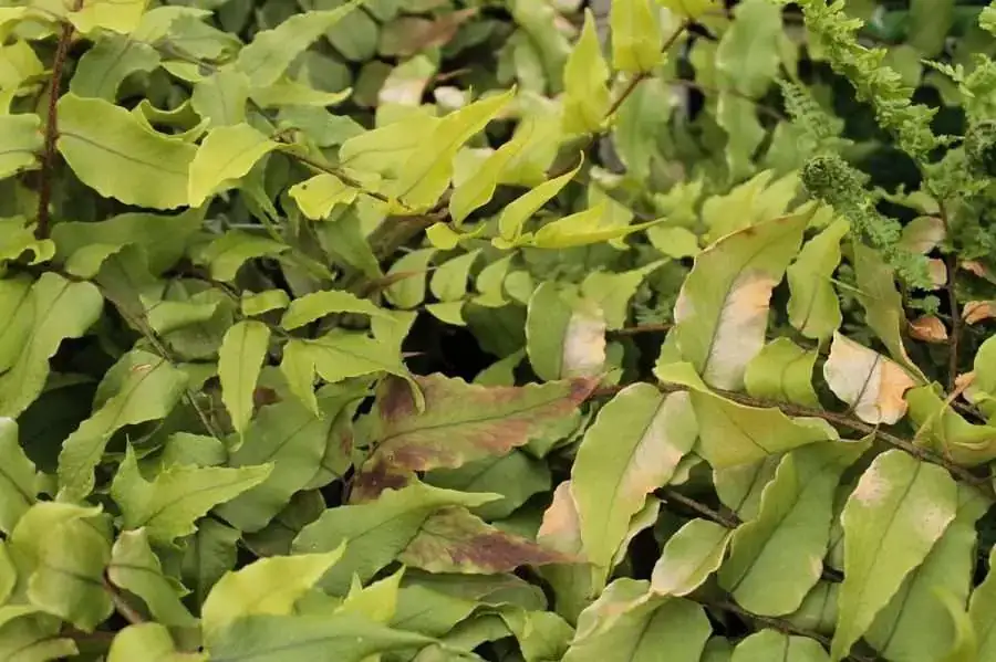 holly plant care indoor