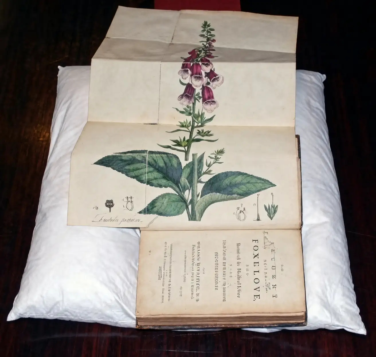 historical foxglove medicine use
