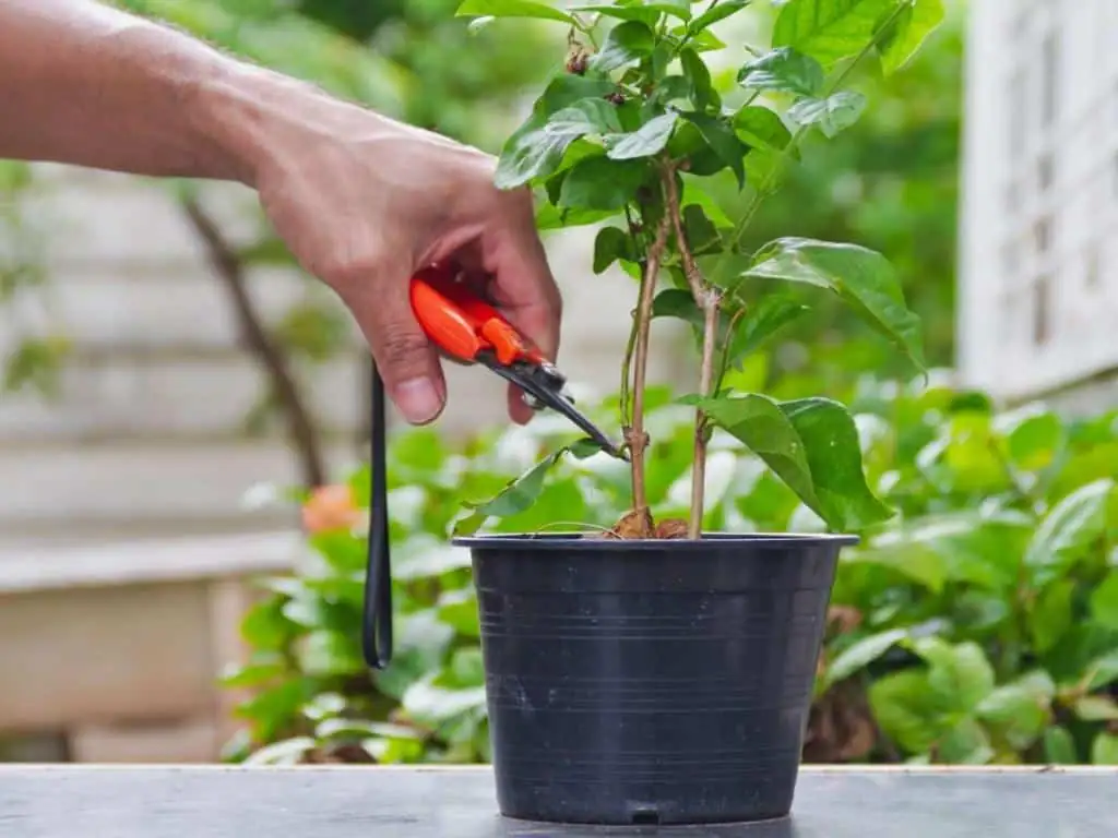 gardenia cutting preparation