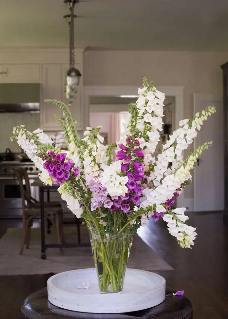 foxglove indoor vase arrangement