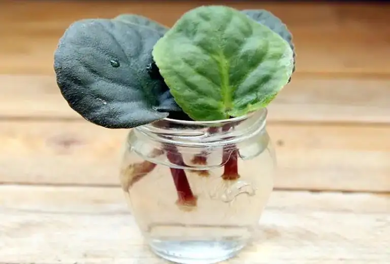 African violet leaf in water