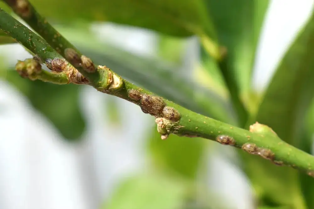 scale insects on plant leaves