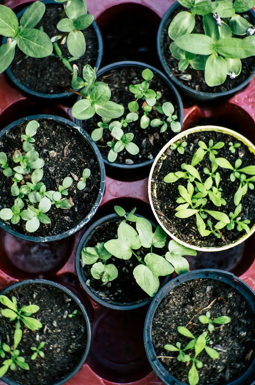 gardenia seedlings in pots