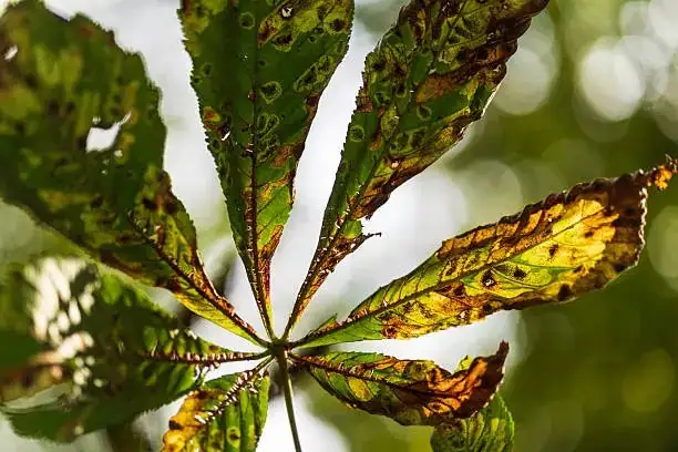 lotus leaf with brown spot disease