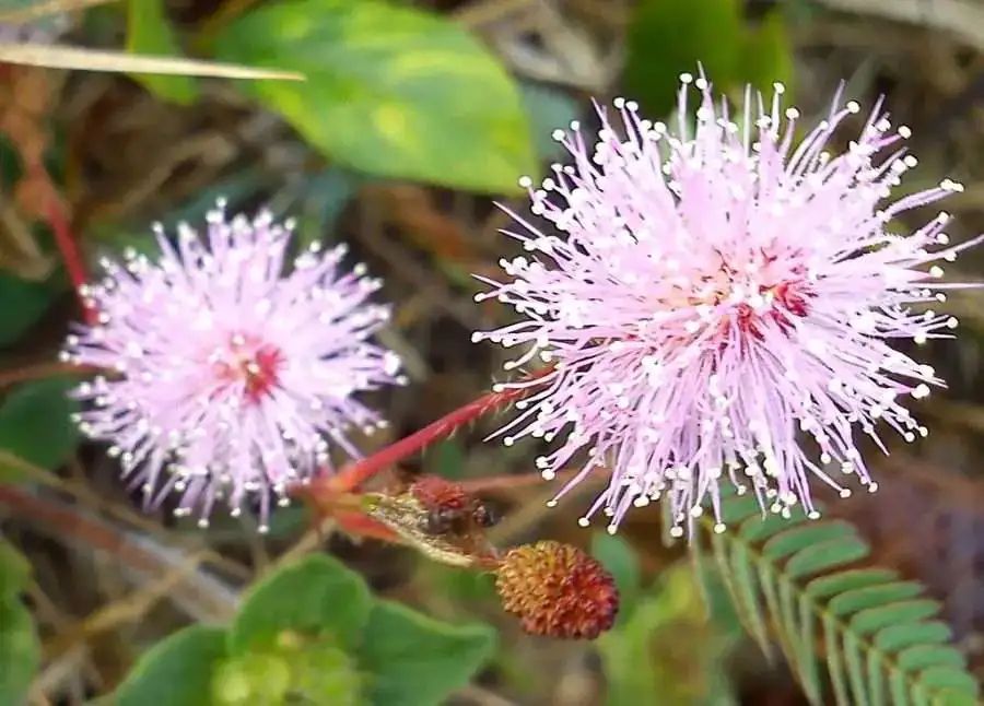 mimosa pudica care tips
