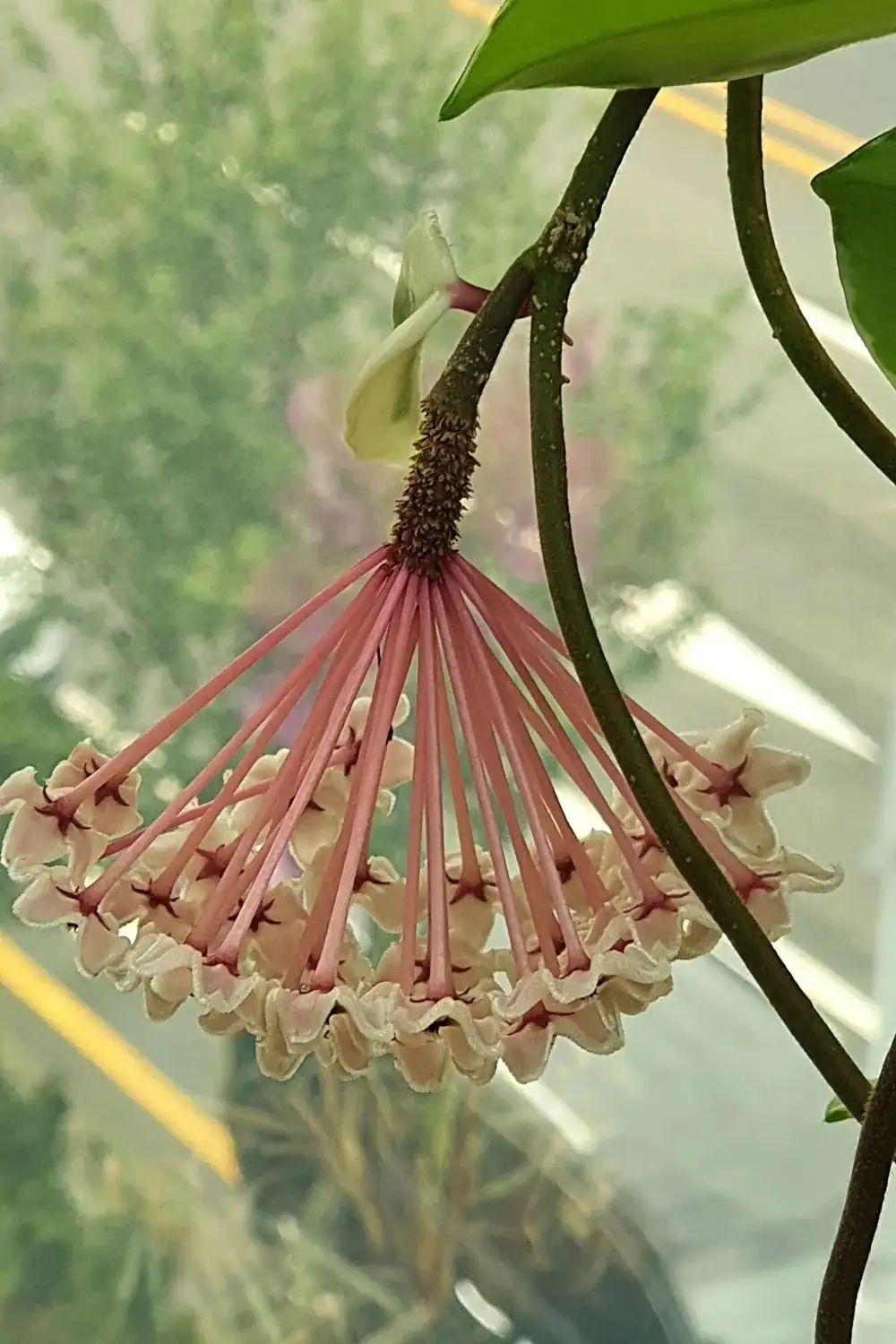 hoya on windowsill bright light