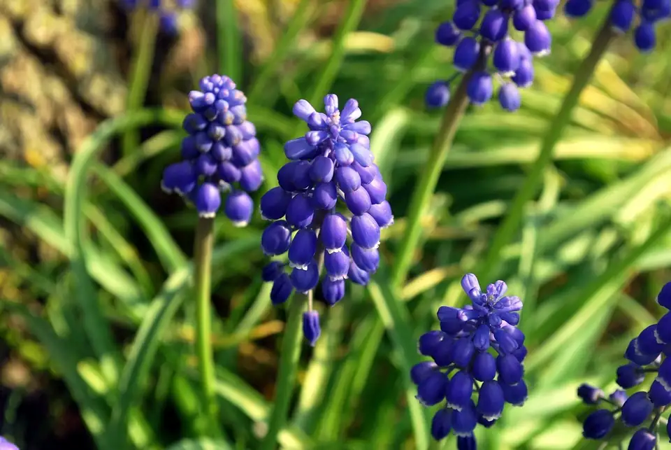 hyacinth flowers in bloom