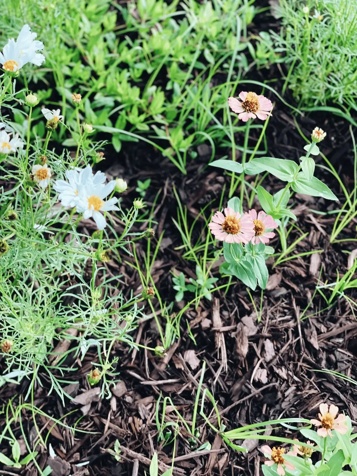 cosmos pest control methods