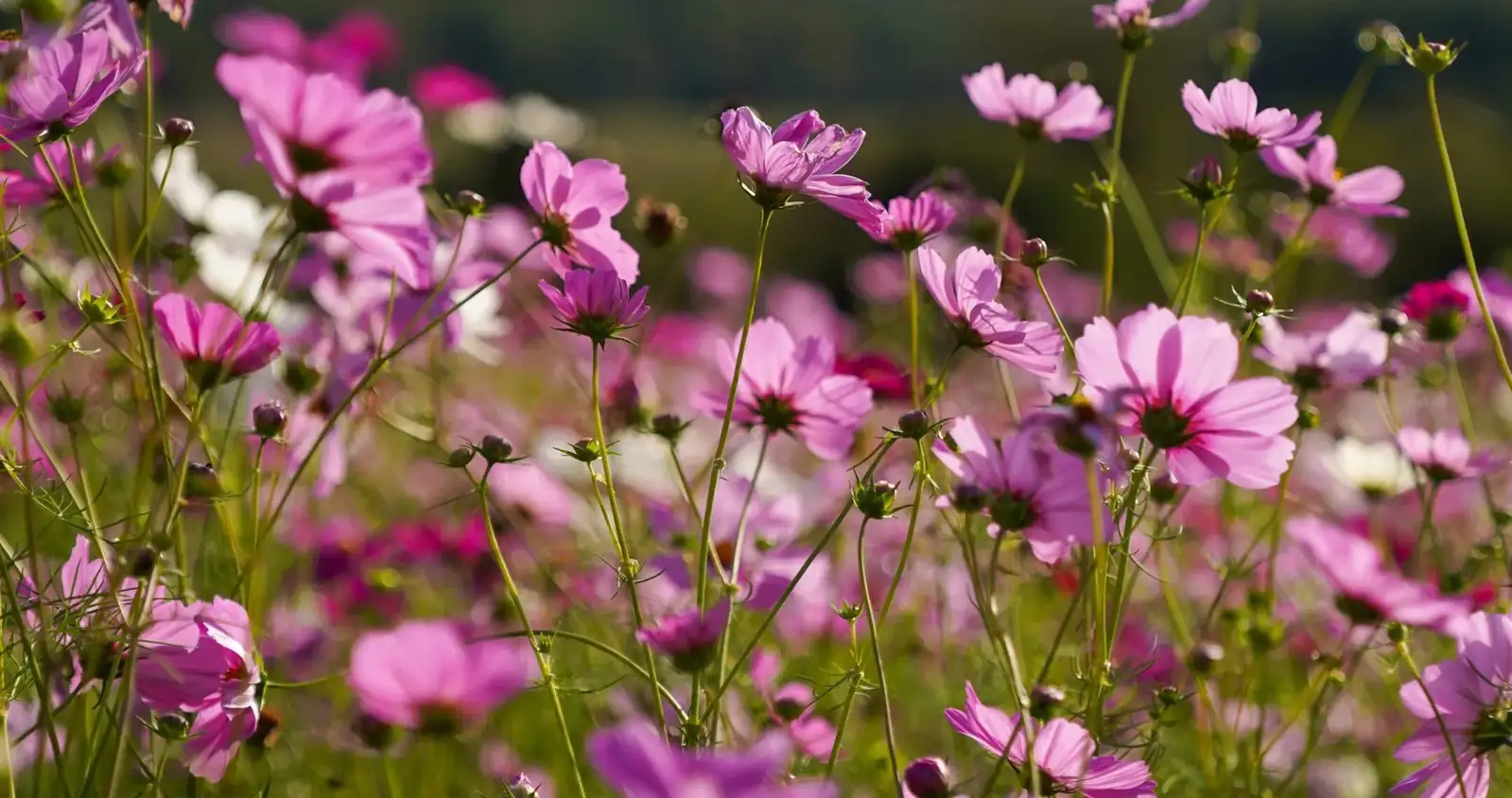 dense cosmos flower field
