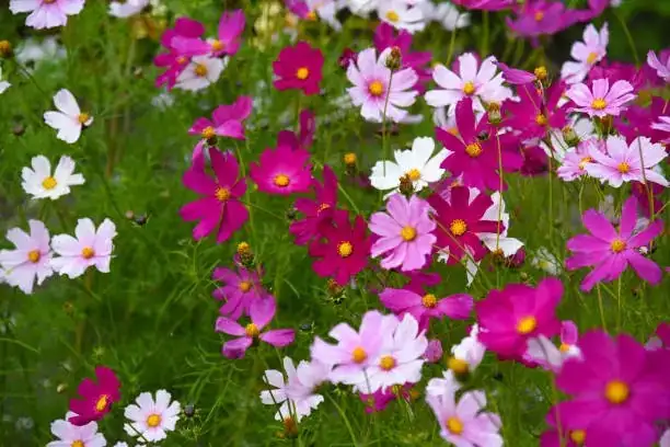 cosmos bipinnatus sunlight garden
