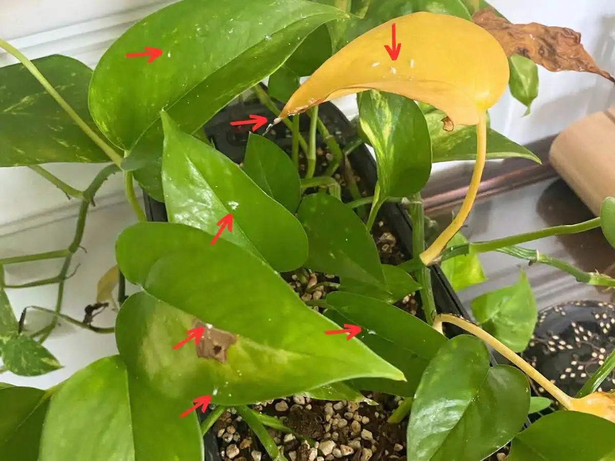 kalanchoe mealybugs infestation