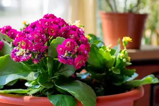 kalanchoe cutting propagation