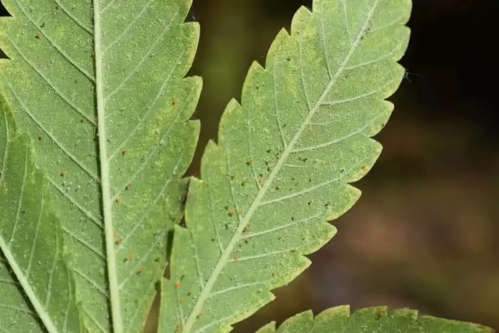 spider mites on buddleja leaf
