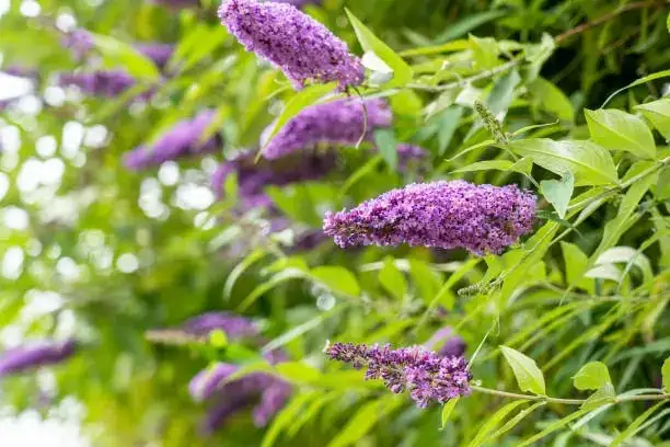 butterfly bush in balcony pot