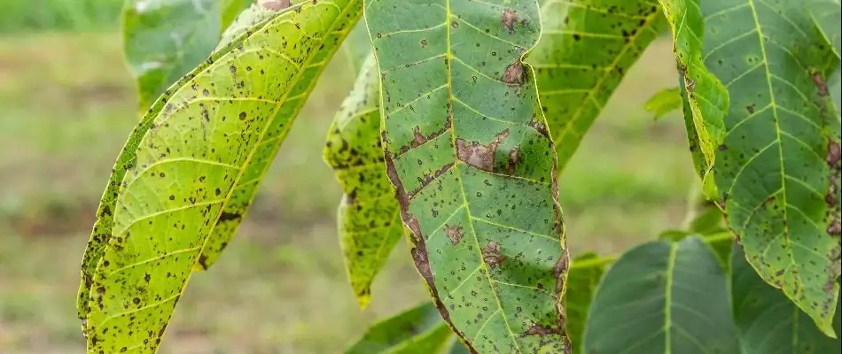 anthracnose on plant leaves